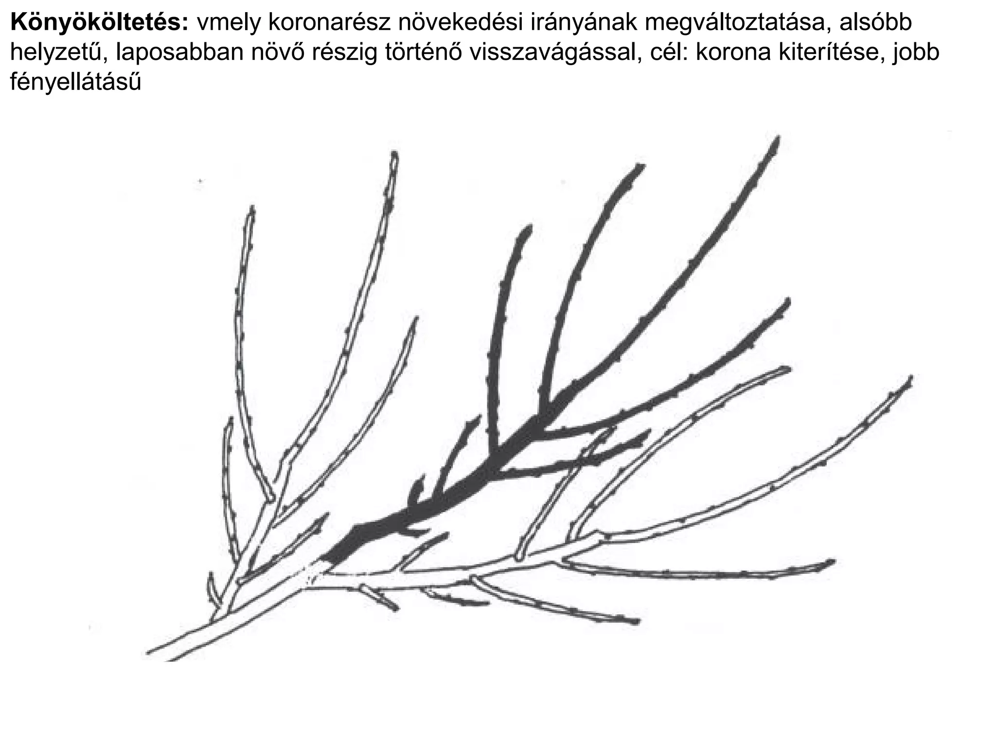 Könyököltetés: vmely koronarész növekedési irányának megváltoztatása, alsóbb
helyzetű, laposabban növő részig történő visszavágással, cél: korona kiterítése, jobb
fényellátásű
 
