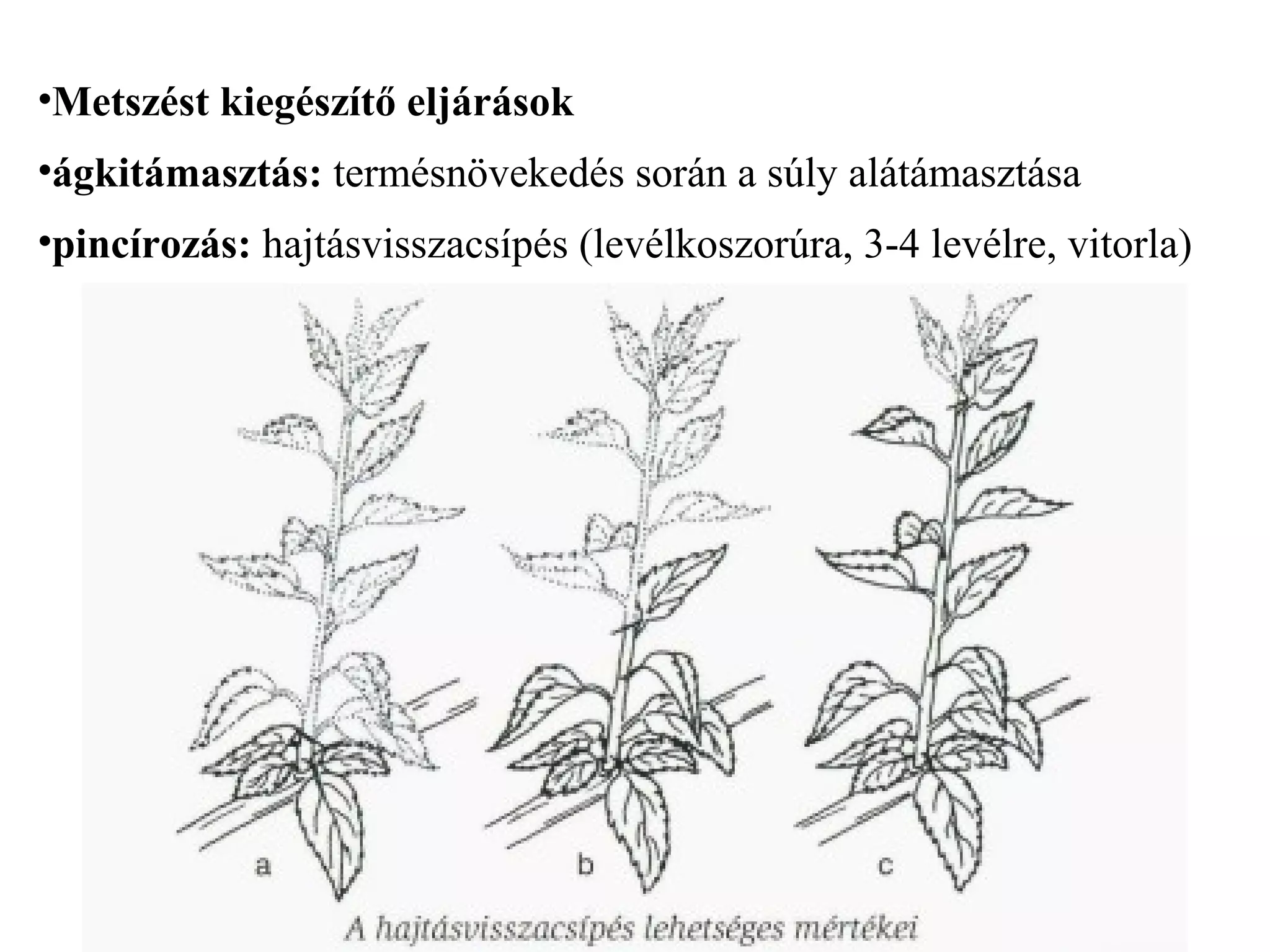 •Metszést kiegészítő eljárások
•ágkitámasztás: termésnövekedés során a súly alátámasztása
•pincírozás: hajtásvisszacsípés (levélkoszorúra, 3-4 levélre, vitorla)
 