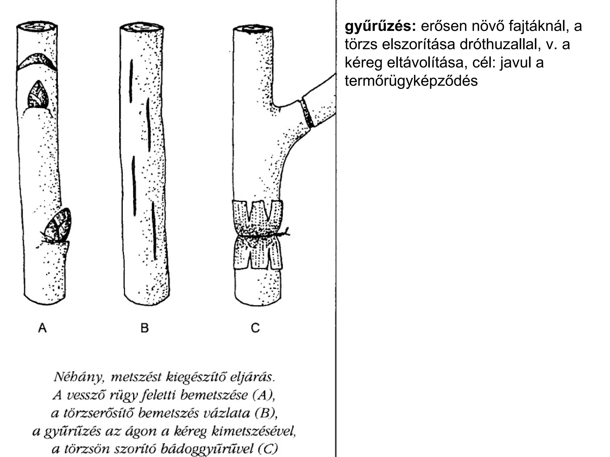 gyűrűzés: erősen növő fajtáknál, a
törzs elszorítása dróthuzallal, v. a
kéreg eltávolítása, cél: javul a
termőrügyképződés
 