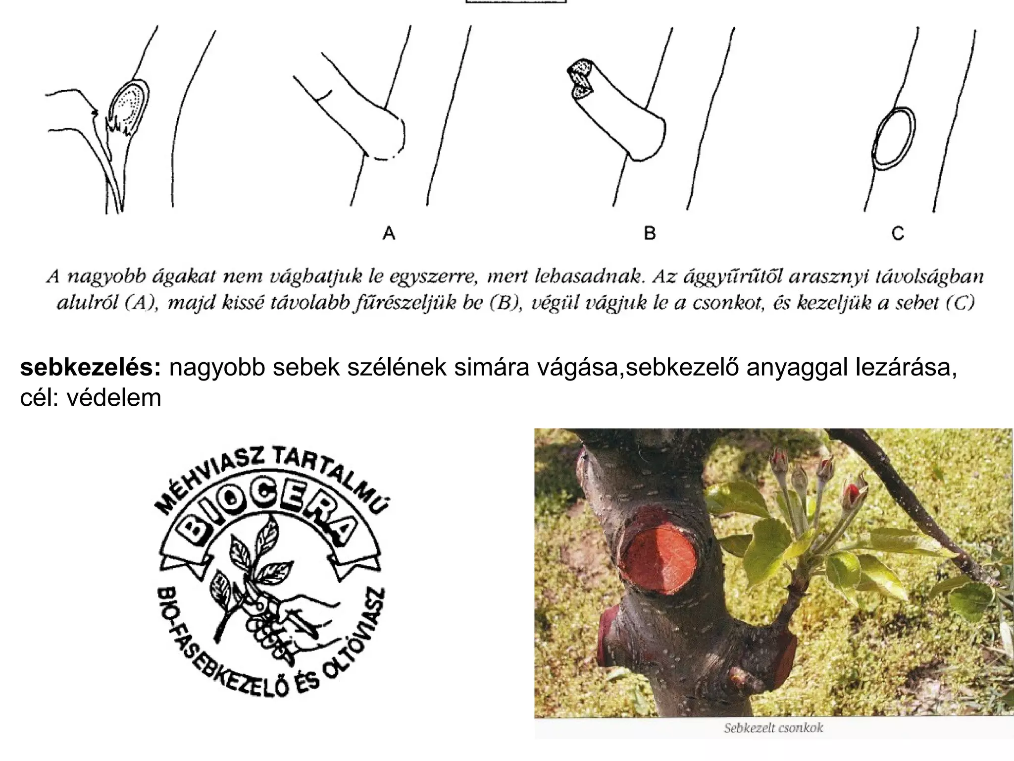 sebkezelés: nagyobb sebek szélének simára vágása,sebkezelő anyaggal lezárása,
cél: védelem
 