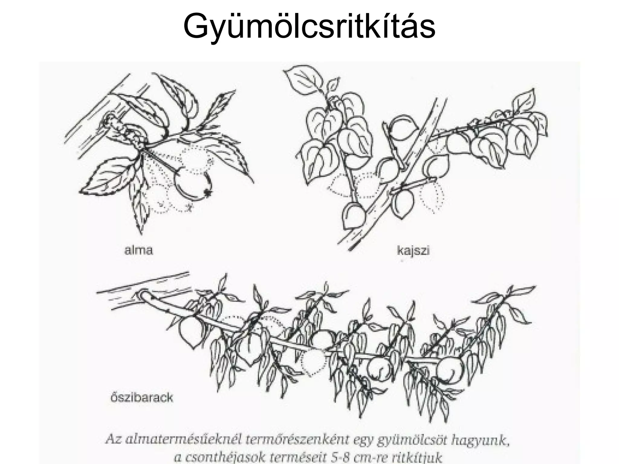 Gyümölcsritkítás
 