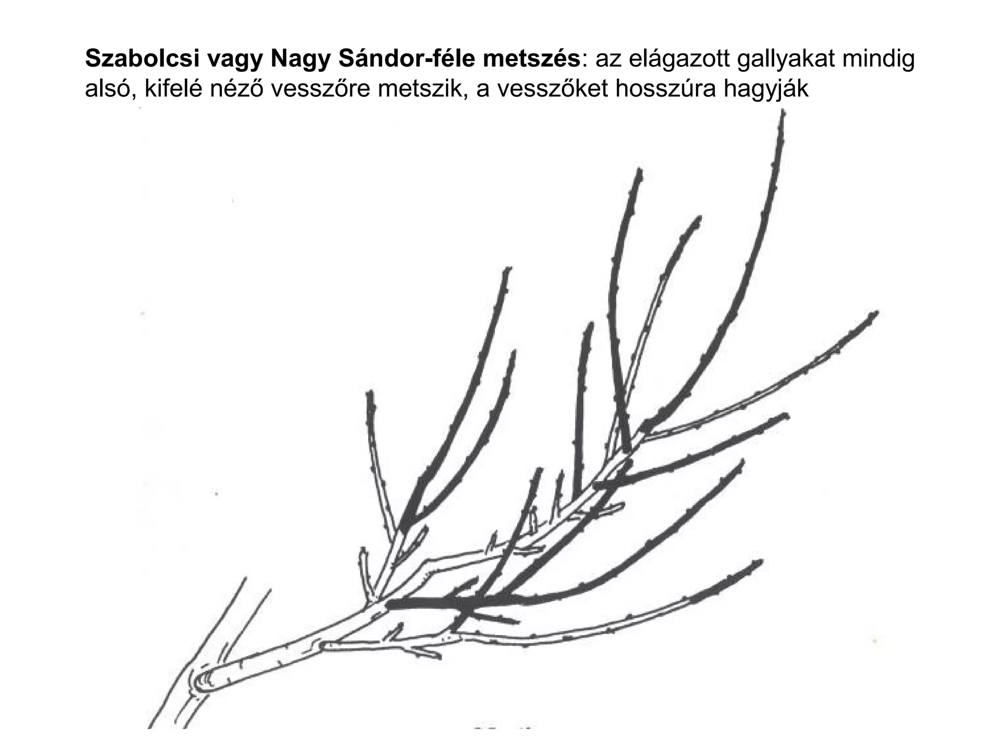 Szabolcsi vagy Nagy Sándor-féle metszés: az elágazott gallyakat mindig
alsó, kifelé néző vesszőre metszik, a vesszőket hosszúra hagyják
 