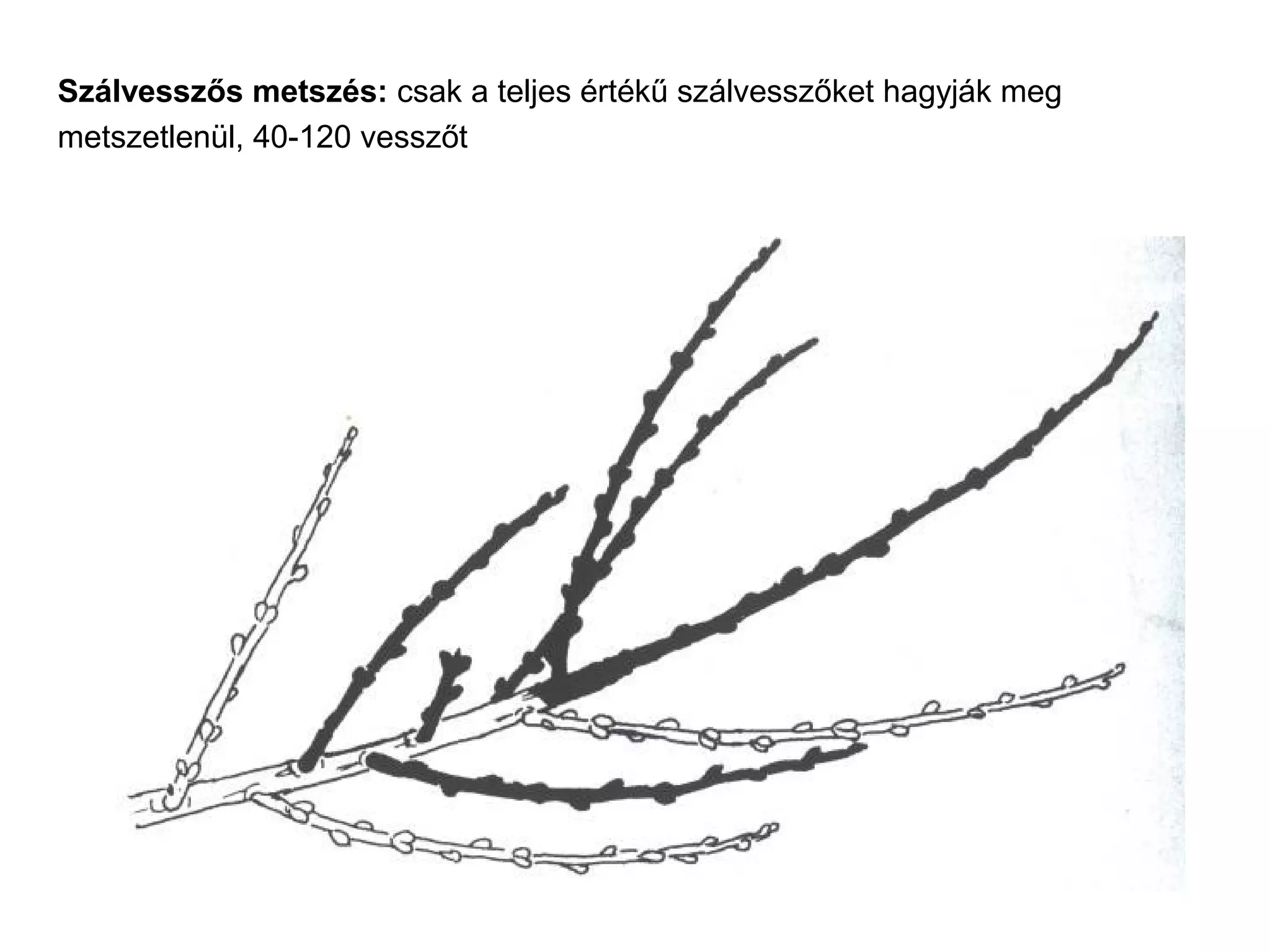 Szálvesszős metszés: csak a teljes értékű szálvesszőket hagyják meg
metszetlenül, 40-120 vesszőt
 