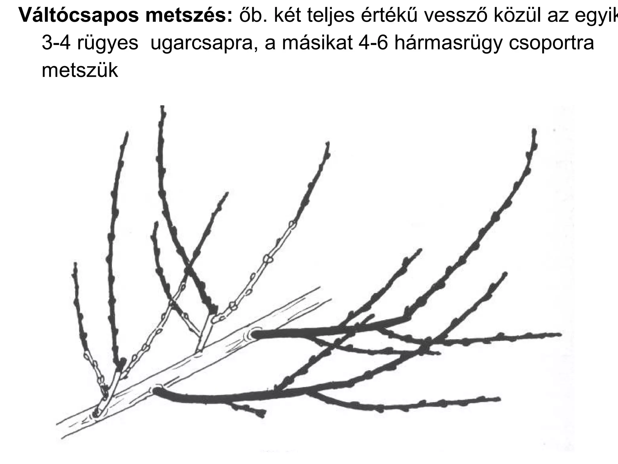 Váltócsapos metszés: őb. két teljes értékű vessző közül az egyik
  3-4 rügyes ugarcsapra, a másikat 4-6 hármasrügy csoportra
  metszük
 
