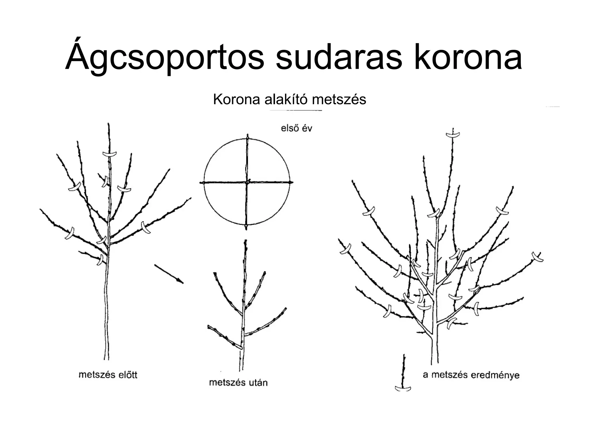 Ágcsoportos sudaras korona
        Korona alakító metszés
 