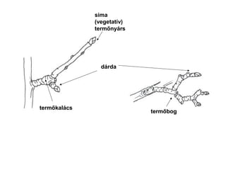sima
              (vegetatív)
              termőnyárs




                dárda




termőkalács
                            termőbog
 