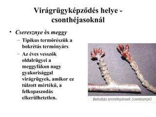 Virágrügyképződés helye -
             csonthéjasoknál
• Cseresznye és meggy
  – Tipikus termőrészük a
    bokrétás termőnyárs
  – Az éves vesszők
    oldalrügyei a
    meggyfákon nagy
    gyakorisággal
    virágrügyek, amikor ez
    túlzott mértékű, a
    felkopaszodás
    elkerülhetetlen.
 