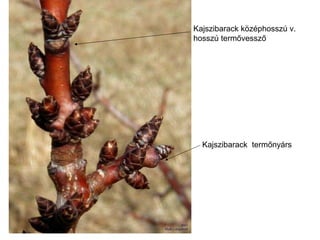Kajszibarack középhosszú v.
hosszú termővessző




  Kajszibarack termőnyárs
 