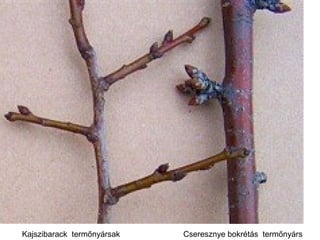 Kajszibarack termőnyársak   Cseresznye bokrétás termőnyárs
 