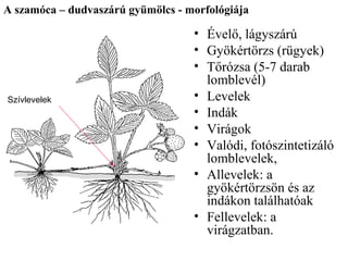 A szamóca – dudvaszárú gyümölcs - morfológiája

                                   • Évelő, lágyszárú
                                   • Gyökértörzs (rügyek)
                                   • Tőrózsa (5-7 darab
                                     lomblevél)
Szívlevelek                        • Levelek
                                   • Indák
                                   • Virágok
                                   • Valódi, fotószintetizáló
                                     lomblevelek,
                                   • Allevelek: a
                                     gyökértörzsön és az
                                     indákon találhatóak
                                   • Fellevelek: a
                                     virágzatban.
 
