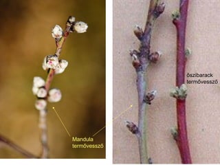 őszibarack
              termővessző




Mandula
termővessző
 