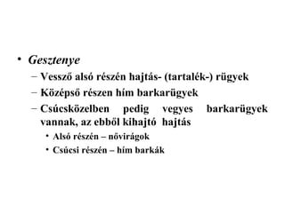 • Gesztenye
  – Vessző alsó részén hajtás- (tartalék-) rügyek
  – Középső részen hím barkarügyek
  – Csúcsközelben pedig vegyes barkarügyek
    vannak, az ebből kihajtó hajtás
    • Alsó részén – nővirágok
    • Csúcsi részén – hím barkák
 