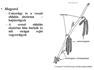 • Mogyoró
  – Csúcsrügy és a vessző
    oldalán elszórtan      –
    hajtásrügyek
  – A      vessző   oldalán
    elszórtan hím barkák és
    női     virágot    rejtő
    vegyesrügyek
 