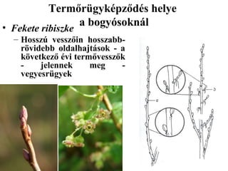 Termőrügyképződés helye
                a bogyósoknál
• Fekete ribiszke
  – Hosszú vesszőin hosszabb-
    rövidebb oldalhajtások - a
    következő évi termővesszők
    -    jelennek     meg    -
    vegyesrügyek
 