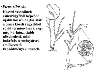 •Piros ribiszke
 Hosszú vesszőinek
 csúcsrügyéből képződő
 újabb hosszú hajtás alatt
 a csúcs közeli rügyekből
 rövid termőnyársak vagy
 még korlátozottabb
 növekedésű, mini
 bokrétás termőnyársra
 emlékeztető
 képződmények lesznek.
 