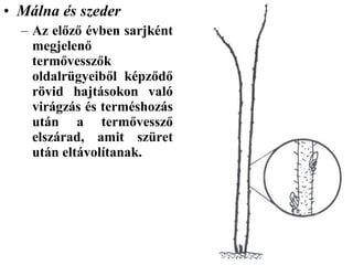 • Málna és szeder
  – Az előző évben sarjként
    megjelenő
    termővesszők
    oldalrügyeiből képződő
    rövid hajtásokon való
    virágzás és terméshozás
    után a termővessző
    elszárad, amit szüret
    után eltávolítanak.
 