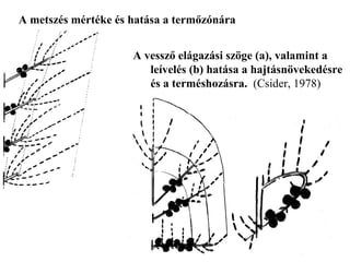 A metszés mértéke és hatása a termőzónára


                     A vessző elágazási szöge (a), valamint a
                        leívelés (b) hatása a hajtásnövekedésre
                        és a terméshozásra. (Csider, 1978)

                                   a
                                            b
 