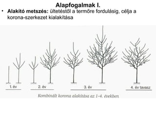 Alapfogalmak I.
• Alakító metszés: ültetéstől a termőre fordulásig, célja a
  korona-szerkezet kialakítása
 