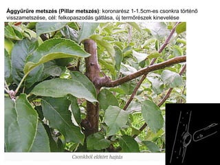 Ággyűrűre metszés (Pillar metszés): koronarész 1-1.5cm-es csonkra történő
visszametszése, cél: felkopaszodás gátlása, új termőrészek kinevelése
 