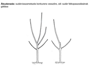 Álsudarazás: sudárvisszametszés konkurens vesszőre, cél: sudár felkopaszodásának
gátlása
 
