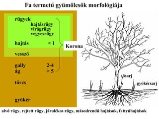 Fa termetű gyümölcsök morfológiája

      rügyek
               hajtásrügy
               virágrügy
               vegyesrügy
      hajtás            <1
                                 Korona
      vessző

      gally            2-4
      ág               >5
                                                              tősarj
      törzs                                                            gyökérsarj


      gyökér

alvó rügy, rejtett rügy, járulékos rügy, másodrendű hajtások, fattyúhajtások
 