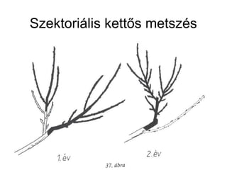 Szektoriális kettős metszés
 