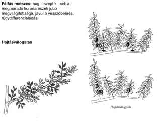 Félfás metszés: aug. –szept.k., cél: a
megmaradó koronarészek jobb
megvilágítottsága, javul a vesszőbeérés,
rügydifferenciálódás




Hajtásválogatás
 