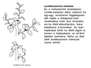 Levélkoszorúra metszés
Ez a metszésmód (másképpen
Lorette-metszés) akkor célszerű, ha
egy-egy, rendszerint függőlegesen
álló hajtás a túlságosan erős
növekedése miatt nem kívánatos,
ám ha tőből eltávolítanánk, hiány
keletkezne a koronában. Az ilyen
hajtásokat tehát ne tőből vágjuk ki,
hanem a hajtásalapra, az ott lévő
fejletlen szemekre, illetve az őket
ölelő levélkoszorúra metsszük
vissza. (körte)
 