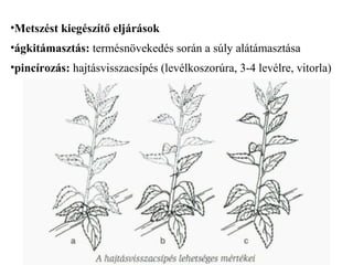 •Metszést kiegészítő eljárások
•ágkitámasztás: termésnövekedés során a súly alátámasztása
•pincírozás: hajtásvisszacsípés (levélkoszorúra, 3-4 levélre, vitorla)
 