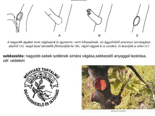 sebkezelés: nagyobb sebek szélének simára vágása,sebkezelő anyaggal lezárása,
cél: védelem
 