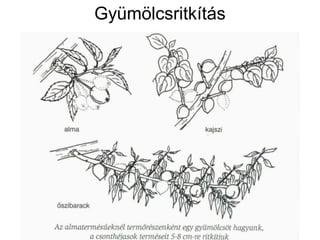Gyümölcsritkítás
 