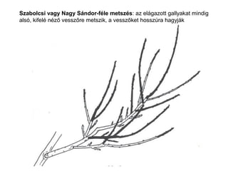 Szabolcsi vagy Nagy Sándor-féle metszés: az elágazott gallyakat mindig
alsó, kifelé néző vesszőre metszik, a vesszőket hosszúra hagyják
 