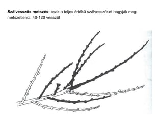 Szálvesszős metszés: csak a teljes értékű szálvesszőket hagyják meg
metszetlenül, 40-120 vesszőt
 
