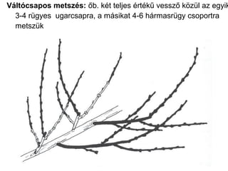 Váltócsapos metszés: őb. két teljes értékű vessző közül az egyik
  3-4 rügyes ugarcsapra, a másikat 4-6 hármasrügy csoportra
  metszük
 