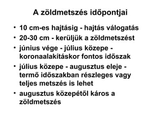 A zöldmetszés időpontjai
• 10 cm-es hajtásig - hajtás válogatás
• 20-30 cm - kerüljük a zöldmetszést
• június vége - július közepe -
  koronaalakításkor fontos időszak
• július közepe - augusztus eleje -
  termő időszakban részleges vagy
  teljes metszés is lehet
• augusztus közepétől káros a
  zöldmetszés
 