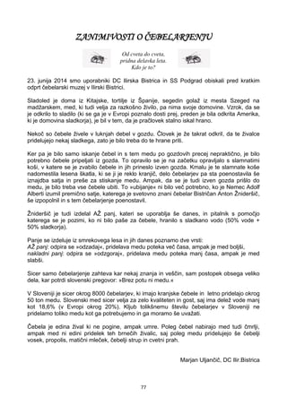 77
ZANIMIVOSTI O ČEBELARJENJU
Od cveta do cveta,
pridna delavka leta.
Kdo je to?
23. junija 2014 smo uporabniki DC Ilirska Bistrica in SS Podgrad obiskali pred kratkim
odprt čebelarski muzej v Ilirski Bistrici.
Sladoled je doma iz Kitajske, tortilje iz Španije, segedin golaž iz mesta Szeged na
madžarskem, med, ki tudi velja za razkošno živilo, pa nima svoje domovine. Vzrok, da se
je odkrilo to sladilo (ki se ga je v Evropi poznalo dosti prej, preden je bila odkrita Amerika,
ki je domovina sladkorja), je bil v tem, da je pračlovek stalno iskal hrano.
Nekoč so čebele živele v luknjah debel v gozdu. Človek je že takrat odkril, da te živalce
pridelujejo nekaj sladkega, zato je bilo treba do te hrane priti.
Ker pa je bilo samo iskanje čebel in s tem medu po gozdovih precej nepraktično, je bilo
potrebno čebele pripeljati iz gozda. To opravilo se je na začetku opravljalo s slamnatimi
koši, v katere se je zvabilo čebele in jih prineslo izven gozda. Kmalu je te slamnate koše
nadomestila lesena škatla, ki se ji je reklo kranjič, delo čebelarjev pa sta poenostavila še
iznajdba satja in preše za stiskanje medu. Ampak, da se je tudi izven gozda prišlo do
medu, je bilo treba vse čebele ubiti. To »ubijanje« ni bilo več potrebno, ko je Nemec Adolf
Alberti izumil premično satje, katerega je svetovno znani čebelar Bistričan Anton Žnideršič,
še izpopolnil in s tem čebelarjenje poenostavil.
Žnideršič je tudi izdelal AŽ panj, kateri se uporablja še danes, in pitalnik s pomočjo
katerega se je pozimi, ko ni bilo paše za čebele, hranilo s sladkano vodo (50% vode +
50% sladkorja).
Panje se izdeluje iz smrekovega lesa in jih danes poznamo dve vrsti:
AŽ panj: odpira se »odzadaj«, pridelava medu poteka več časa, ampak je med boljši,
nakladni panj: odpira se »odzgoraj«, pridelava medu poteka manj časa, ampak je med
slabši.
Sicer samo čebelarjenje zahteva kar nekaj znanja in veščin, sam postopek obsega veliko
dela, kar potrdi slovenski pregovor: »Brez potu ni medu.«
V Sloveniji je sicer okrog 8000 čebelarjev, ki imajo kranjske čebele in letno pridelajo okrog
50 ton medu. Slovenski med sicer velja za zelo kvaliteten in gost, saj ima delež vode manj
kot 18,6% (v Evropi okrog 20%). Kljub tolikšnemu številu čebelarjev v Sloveniji ne
pridelamo toliko medu kot ga potrebujemo in ga moramo še uvažati.
Čebela je edina žival ki ne pogine, ampak umre. Poleg čebel nabirajo med tudi čmrlji,
ampak med ni edini pridelek teh brnečih živalic, saj poleg medu pridelujejo še čebelji
vosek, propolis, matični mleček, čebelji strup in cvetni prah.
Marjan Uljančič, DC Ilir.Bistrica
 