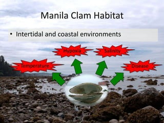 Manila Clam Habitat
• Intertidal and coastal environments

                 Hypoxia       Salinity

   Temperature        ...