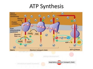 ATP Synthesis
 