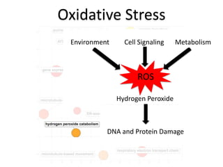 Oxidative Stress
 Environment     Cell Signaling    Metabolism



                     ROS

               Hydrogen Peroxi...