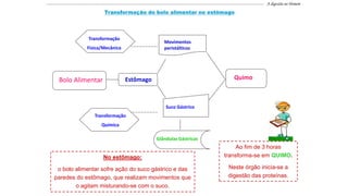 Bolo Alimentar Estômago
Movimentos
peristálticos
Suco Gástrico
Quimo
Glândulas Gástricas
Transformação
Química
Transformação
Física/Mecânica
---------------------------------------------------------------------------------------------------------------------------------------------------------------------------------- A digestão no Homem
Transformação do bolo alimentar no estômago
No estômago:
o bolo alimentar sofre ação do suco gástrico e das
paredes do estômago, que realizam movimentos que
o agitam misturando-se com o suco.
Ao fim de 3 horas
transforma-se em QUIMO.
Neste órgão inicia-se a
digestão das proteínas.
 