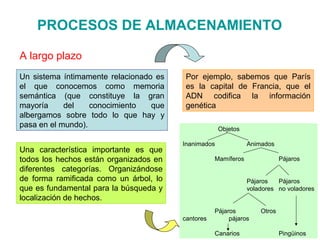 Por ejemplo, sabemos que París
es la capital de Francia, que el
ADN codifica la información
genética
PROCESOS DE ALMACENAMIENTO
A largo plazo
Un sistema íntimamente relacionado es
el que conocemos como memoria
semántica (que constituye la gran
mayoría del conocimiento que
albergamos sobre todo lo que hay y
pasa en el mundo).
Una característica importante es que
todos los hechos están organizados en
diferentes categorías. Organizándose
de forma ramificada como un árbol, lo
que es fundamental para la búsqueda y
localización de hechos.
Objetos
Inanimados Animados
Mamíferos Pájaros
Pájaros Pájaros
voladores no voladores
Pájaros Otros
cantores pájaros
Canarios Pingüinos
 