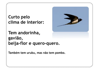 Curto pelo
clima de interior:

Tem andorinha,
gavião,
beija-flor e quero-quero.

Também tem urubu, mas não tem pombo.
 