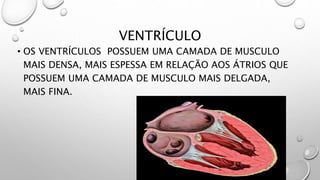 VENTRÍCULO
• OS VENTRÍCULOS POSSUEM UMA CAMADA DE MUSCULO
MAIS DENSA, MAIS ESPESSA EM RELAÇÃO AOS ÁTRIOS QUE
POSSUEM UMA CAMADA DE MUSCULO MAIS DELGADA,
MAIS FINA.
 