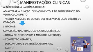 MANIFESTAÇÕES CLINICAS
A INSUFICIÊNCIA CARDÍACA DIREITA:
AO ALTERAR A FUNÇÃO DE ENCHIMENTO E DE BOMBEAMENTO DO
VENTRICULO DIREITO
PRODUZ ACÚMULO DE SANGUE QUE FLUI PARA O LADO DIREITO DO
CORAÇÃO.
SINTOMAS:
CONGESTÃO NAS VEIAS E CAPILARESS SISTÊMICOS;
- EDEMA DE TORNOZELOS E MEMBROS INFERIORES;
- CONGESTÃO HEPÁTICA,
- DESCONFORTO E DISTENSÃO ABDOMINAL,
- ASCITE;
 