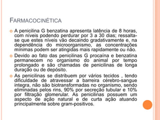 FARMACOCINÉTICA
 A penicilina G benzatina apresenta latência de 8 horas,
com níveis podendo perdurar por 3 a 30 dias; ressalta-
se que estes níveis vão decaindo gradativamente e, na
dependência do microorganismo, as concentrações
mínimas podem ser atingidas mais rapidamente ou não.
 Devido ao fato das penicilinas G procaína e benzatina
permanecem no organismo do animal por tempo
prolongado e são chamadas de penicilinas de longa
duração ou de depósito.
 As penicilinas se distribuem por vários tecidos , tendo
dificuldade de atravessar a barreira cérebro-sangue
integra, não são biotransformadas no organismo, sendo
eliminadas pelos rins, 90% por secreção tubular e 10%
por filtração glomerular. As penicilinas possuem um
aspecto de ação natural e de curta ação atuando
principalmente sobre gram-positivos.
 