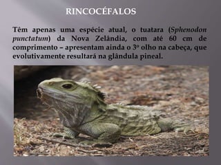 Têm apenas uma espécie atual, o tuatara (Sphenodon
punctatum) da Nova Zelândia, com até 60 cm de
comprimento – apresentam ainda o 3o olho na cabeça, que
evolutivamente resultará na glândula pineal.
RINCOCÉFALOS
 