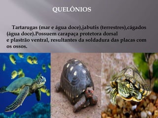 QUELÔNIOS
Tartarugas (mar e água doce),jabutis (terrestres),cágados
(água doce).Possuem carapaça protetora dorsal
e plastrão ventral, resultantes da soldadura das placas com
os ossos.
 