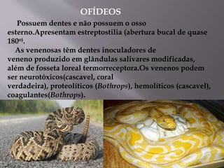 Possuem dentes e não possuem o osso
esterno.Apresentam estreptostilia (abertura bucal de quase
180o).
As venenosas têm dentes inoculadores de
veneno produzido em glândulas salivares modificadas,
além de fosseta loreal termorreceptora.Os venenos podem
ser neurotóxicos(cascavel, coral
verdadeira), proteolíticos (Bothrops), hemolíticos (cascavel),
coagulantes(Bothrops).
OFÍDEOS
 