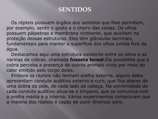 Os répteis possuem órgãos dos sentidos que lhes permitem,
por exemplo, sentir o gosto e o cheiro das coisas. Os olhos
possuem pálpebras e membrana nictitante, que auxiliam na
proteção dessas estruturas. Eles têm glândulas lacrimais,
fundamentais para manter a superfície dos olhos úmida fora da
água.
Destacamos aqui uma estrutura existente entre os olhos e as
narinas de cobras, chamada fosseta loreal.Ela possibilita que a
cobra perceba a presença de outros animais vivos por meio do
calor emitido pelo corpo deles.
Embora os répteis não tenham orelha externa, alguns deles
apresentam conduto auditivo externo e curo, que fica abaixo de
uma dobra da pele, de cada lado da cabeça. Na extremidade de
cada conduto auditivo situa-se o tímpano, que se comunica com
a orelha média e a interna. Vários experimentos comprovam que
a maioria dos répteis é capaz de ouvir diversos sons.
SENTIDOS
 