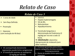 Relato de Caso 3 Cão Macho
 5 anos de idade
 Sem Raça Definida
 Prostração
 Hiporexia
(com evolução de 40 dias)
 Icterícia
 Hepato-Esplenomegalia
 VG de 8%,
 Reticulocitose
 Hipoalbuminemia
 Transfusão Sanguínea e
Administração de Prednisona (2
mg/kg) por via oral a cada 12
horas.
 OBSERVAÇÃO: doxiciclina
diproprionato de imidocarb (sem
obter melhora)
 VG acompanhado diariamente
(apresentou queda lenta e progressiva)
 3ª transfusão associou-se azatioprina
(2 mg/kg por VO SID)
 O animal apresentou piora clínica
(exame radiográfico do tórax constatou
broncopneumonia)
 Diante do quadro clínico optou pela
eutanásia.
 